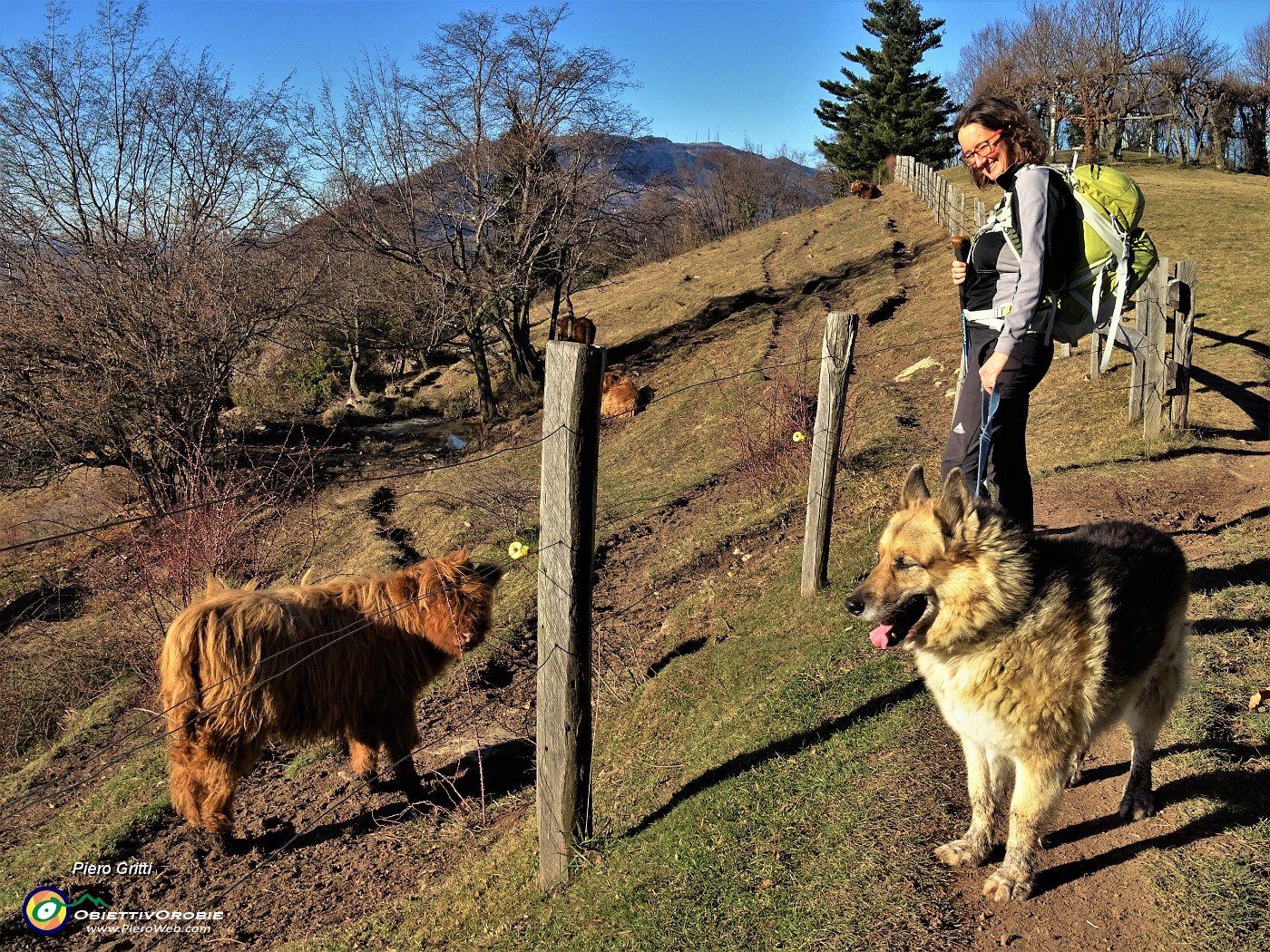 19 Agriturismo Prati Parini -Mucche scozzesi (Highlander).JPG